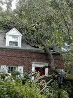 House damaged by fallen tree