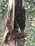 Trunk of tree hollowed by decay
