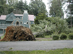 Fallen tree from compromised root system