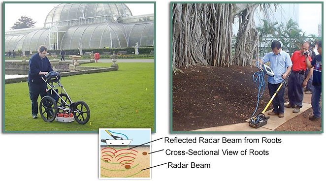 TreeRadar Root Inspection Procedure