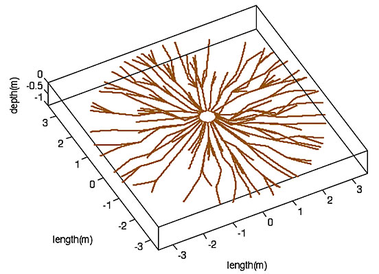 TreeRadar Rough Grid of Root Scan Layout