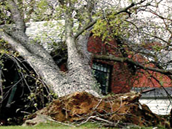 Close-up of root system